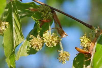 Fagus orientalis - buk východní - květenství a listy2